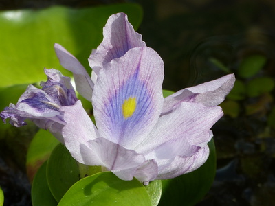 Wasserhyazinthe - Eichhornia crassipes
