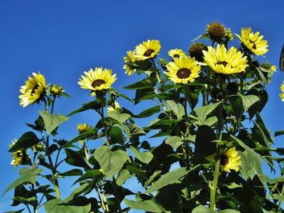Gartensonnenblumen mit blauem Himmel