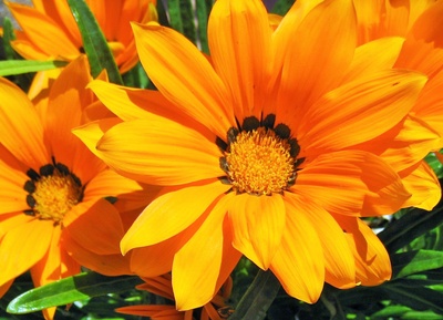orange-farbige Mittagsblume