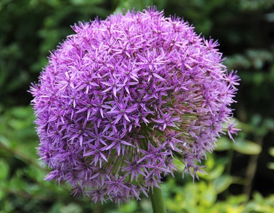 Schöne runde Allium-Blüte