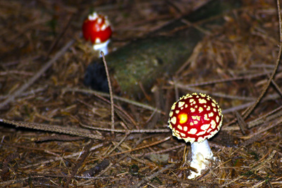 Fliegenpilze überall