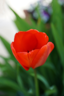 Tulpe ganz zart weichgezeichnet