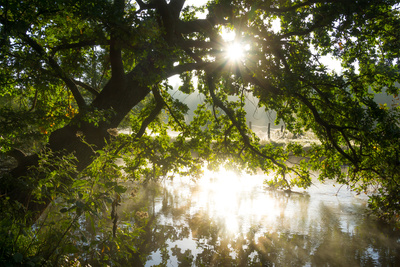 Morgens am Fluss Morgens am Fluss
