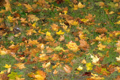 Nasses Laub nach Regen III