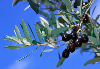 ausgereifte schwarze Oliven