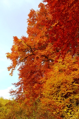 Herbstlich glänzt der Wald 2