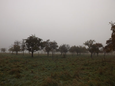 Obstbäume im Nebel