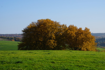 Herbstbild I