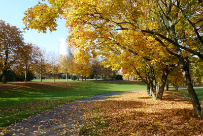 Herbststimmung im Rheinauenpark Bonn 1
