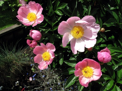 Schöne Sommerblumen