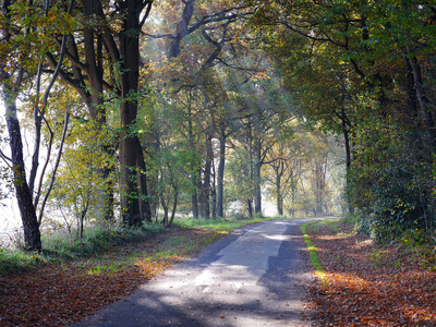 Herbstlicher Waldweg