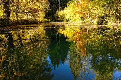 Herbstfarben am Waldsee 1