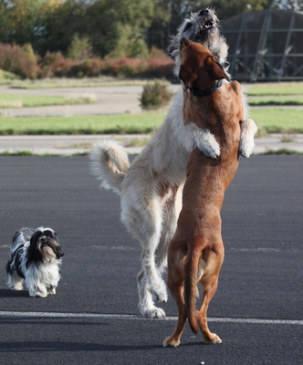 Zwei Giganten beim Spielen