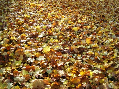 Herbstlaub soweit das Auge reicht I.