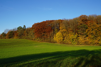 Herbstbild II
