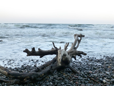 altes Holz am Strand