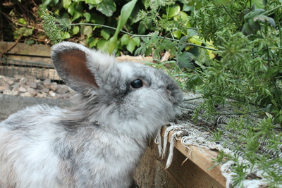 Kaninchen Sammy beim fressen
