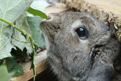 Kaninchen Loki beim fressen