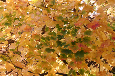 Herbstblätter I Herbstblätter I