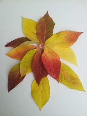 Herbstdeko - Hortensienblätter 1