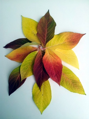 Herbstdeko - Hortensienblätter 2
