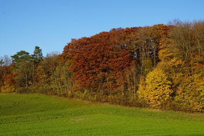 Waldrand im Herbst