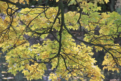 Herbstidylle unter dem großen Baum