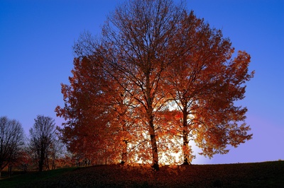 Herbstbaum im Gegenlicht