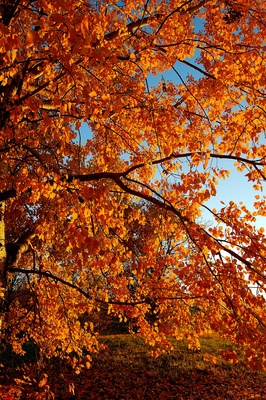 Blätter im Herbstlicht