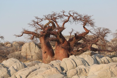 Botswana - Baobab auf Kubu Island