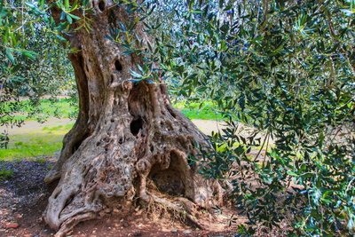knorriger Olivenbaum