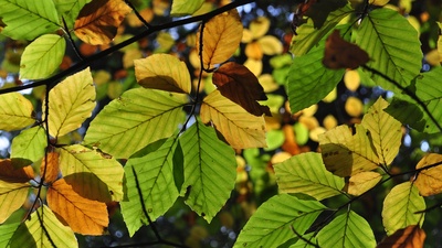 Herbstliches Blätterdach