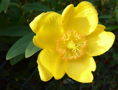 Die leuchtend gelbe Blüte