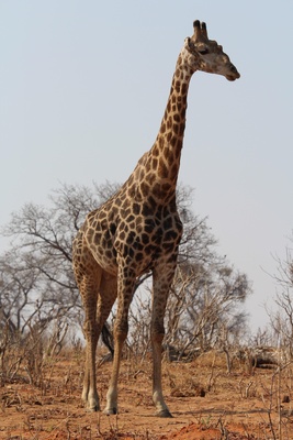 Botswana - Giraffe
