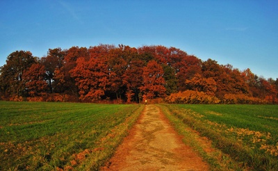 untergehende Sonne färbt den Wald gold-braun