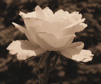 Die letzte weiße Rose (Sepia)
