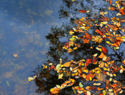 Herbstblätter in Wasser