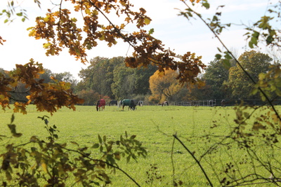 Weide im Herbst