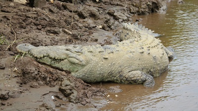 Verdauungsschlaf eines Krokodils