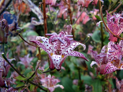 Orchidee im Garten