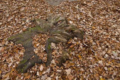 Herbst im Wald