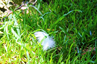 Weiße Feder im grünen Gras