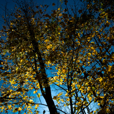 Herbst transparent