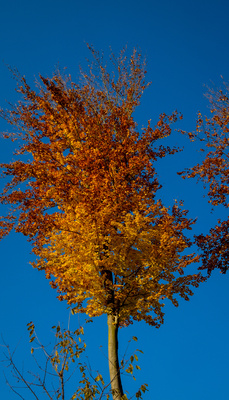 Leuchtbaum - prächtiger Herbst