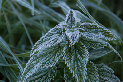 Erster Frost (1) Erster Frost (1)