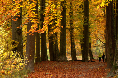Herbst im Englischen Garten München