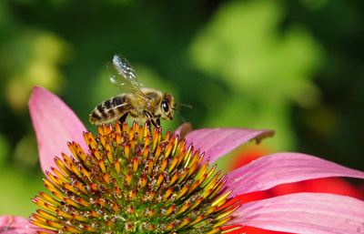 Biene auf Blüte I