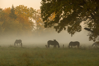 Morgens auf der Weide (1) Morgens auf der Weide (1)