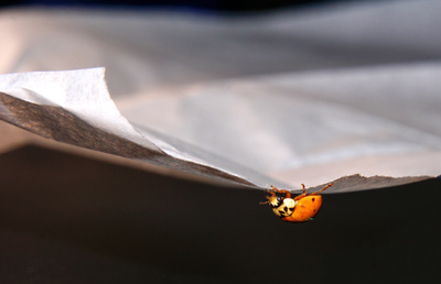 Marienkäfer kopfüber unterm Pergamentpapier