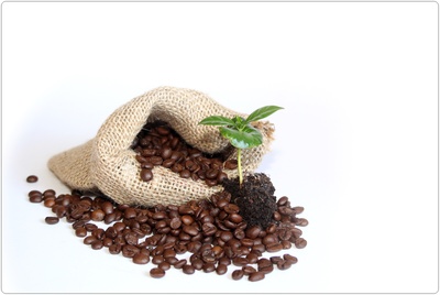 kaffeebohnen mit junger kaffeepflanze